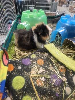 Rescue Guinea Pig Guinea Pigs for Adoption in Crystal Lake, Illinois - Stuffing | PetCurious